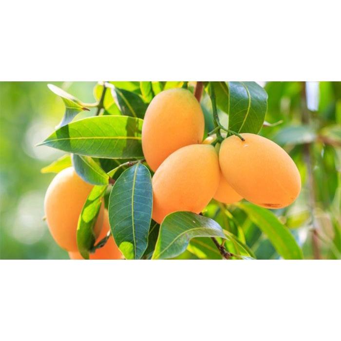 Cây giống Xoài Thanh Ca trồng chậu được.