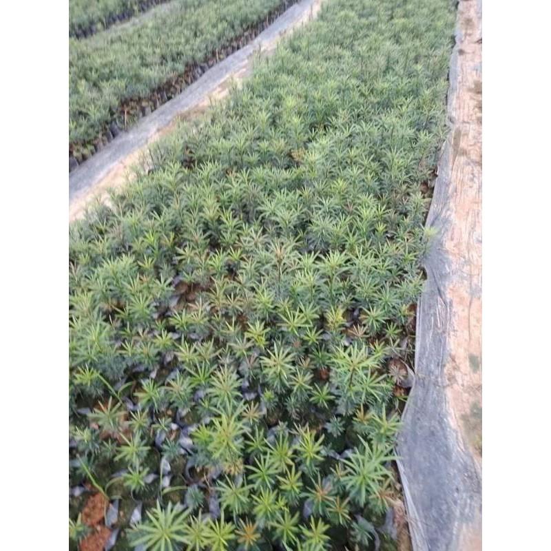 CÂY GIỐNG TÙNG LA HÁN