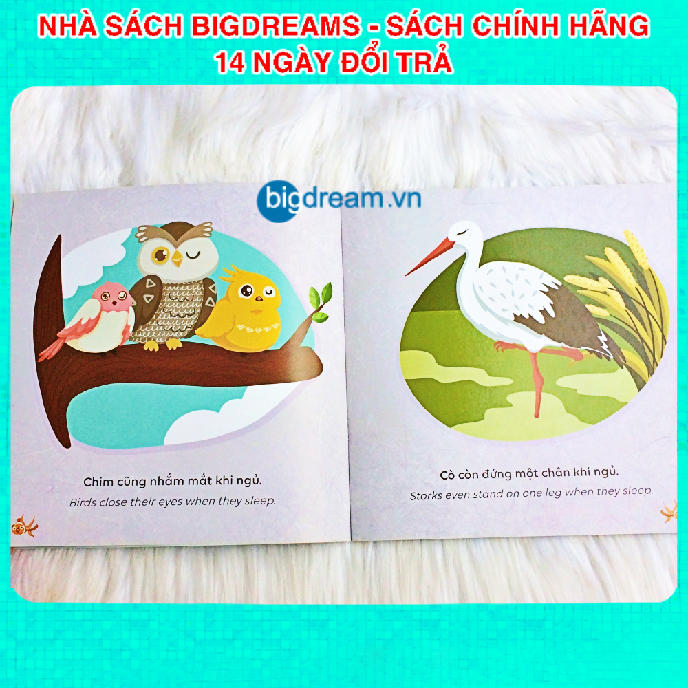 Cá Có Ngủ Không? - Song Ngữ Kể Chuyện Khoa Học SCI-Tales - Phát triển tư duy cho bé - Truyện kể trước giờ đi ngủ