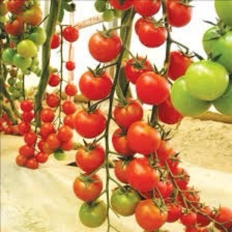 HẠT GIỐNG CÀ CHUA BI