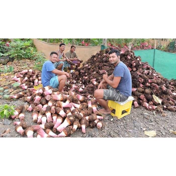 Cây giống khoai môn tím - cây giống size nhỏ