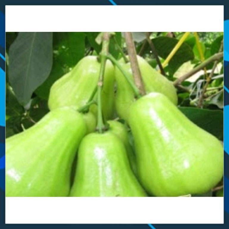 Cây Giống - Cây Mận Tam Hoa Xanh Trái To, Siêu Dễ Trồng SAMSON GARDEN