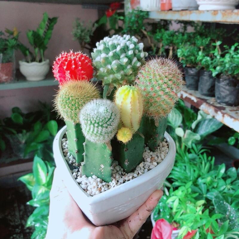 Chậu Xương Rồng Tiểu Cảnh