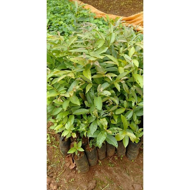 Cây bằng lăng ổi -F1t