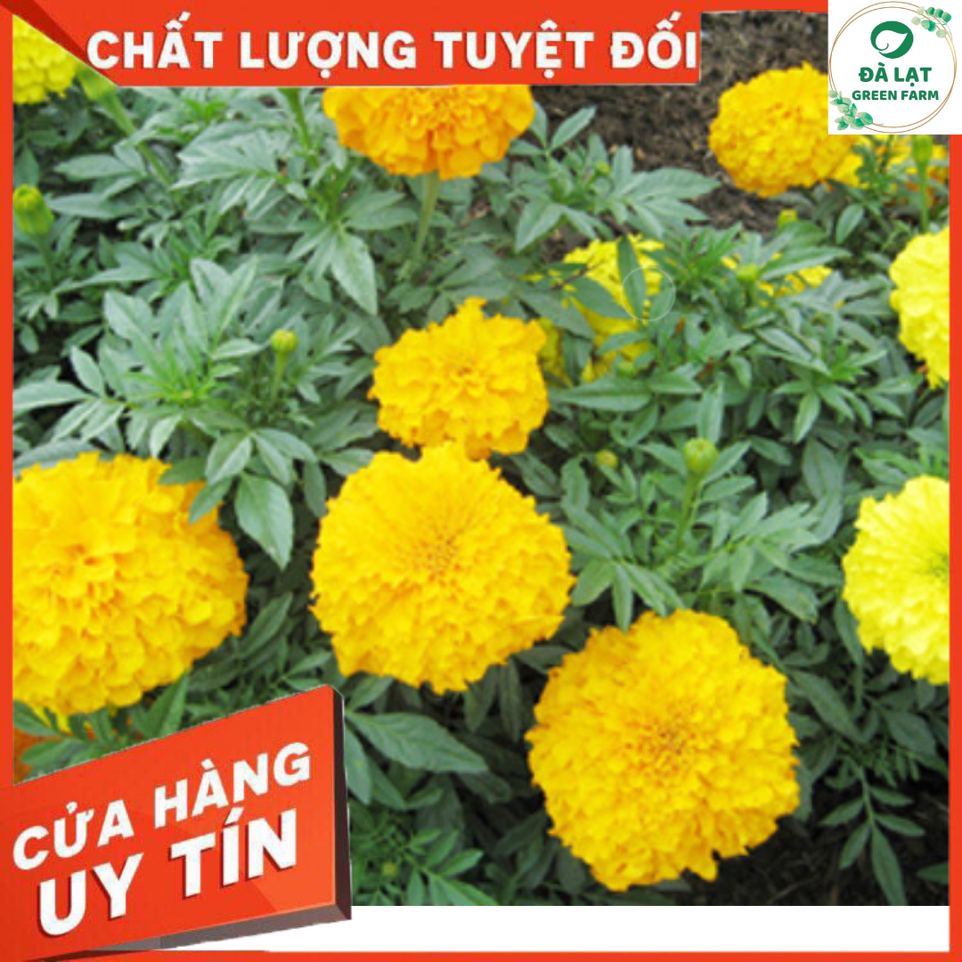 Bộ 1 gói Hạt giống hoa vạn thọ mỹ lùn màu cam- siêu hoa- hàng loại 1 -30 hạt