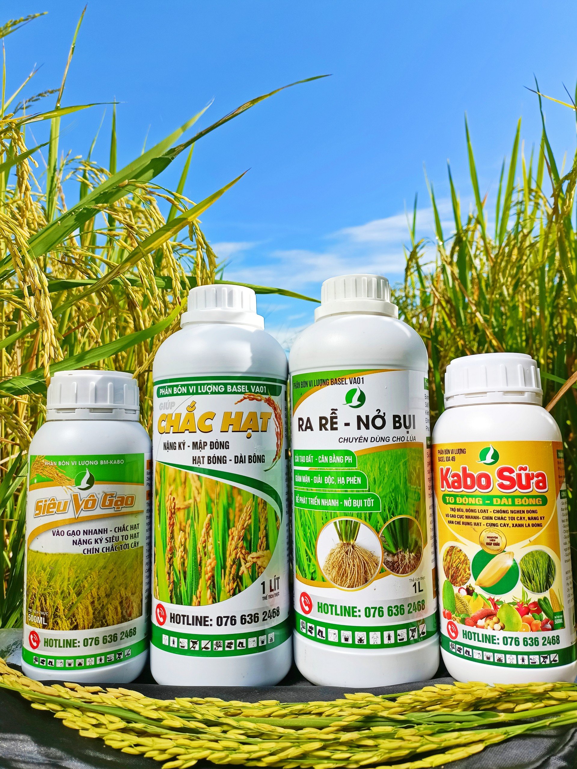 COMBO LÚA TIẾT KIỆM PHÂN BÓN - CÂY NỞ BỤI KHOẺ - ĐÒNG TO - TRỔ RỘ DÀI BÔNG
