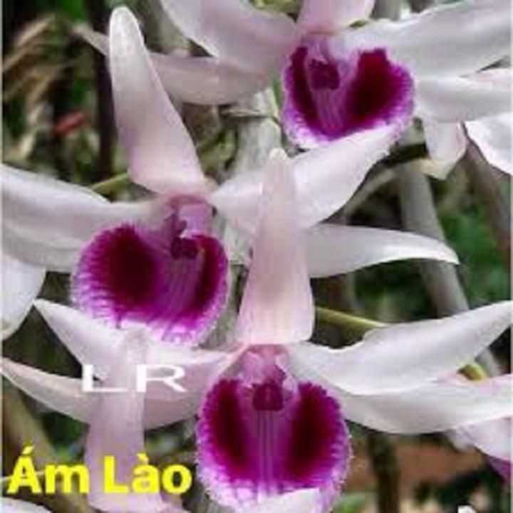 Hoa lan phi điệp -ám lào(cây khỏe,cao 40cm