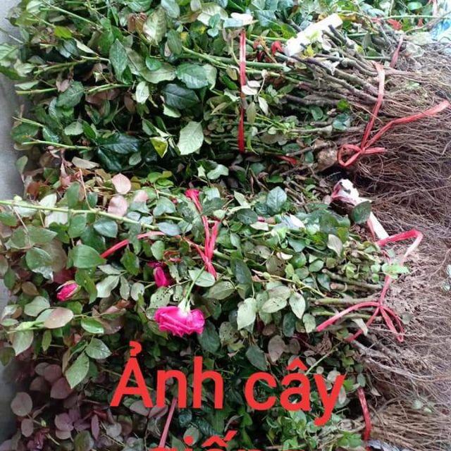 Hoa hồng Abraham Darby Rose ,hồng leo, hoa to, thơm - cây giống rễ trần