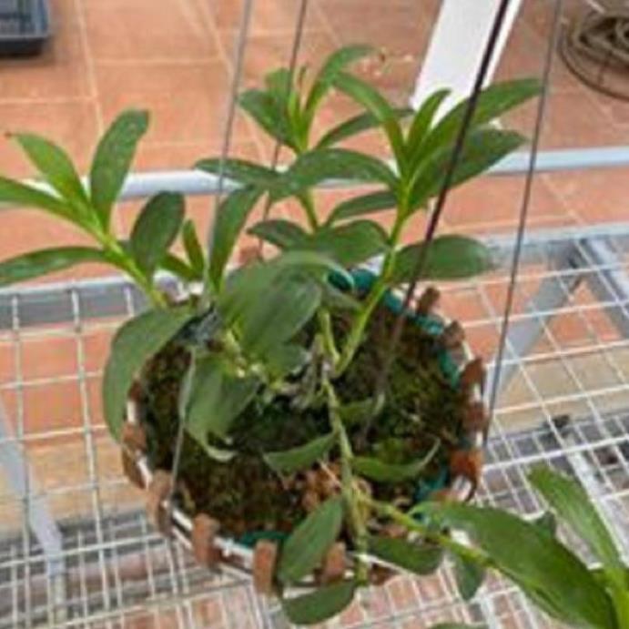 Hoa lan phi điệp -ám lào