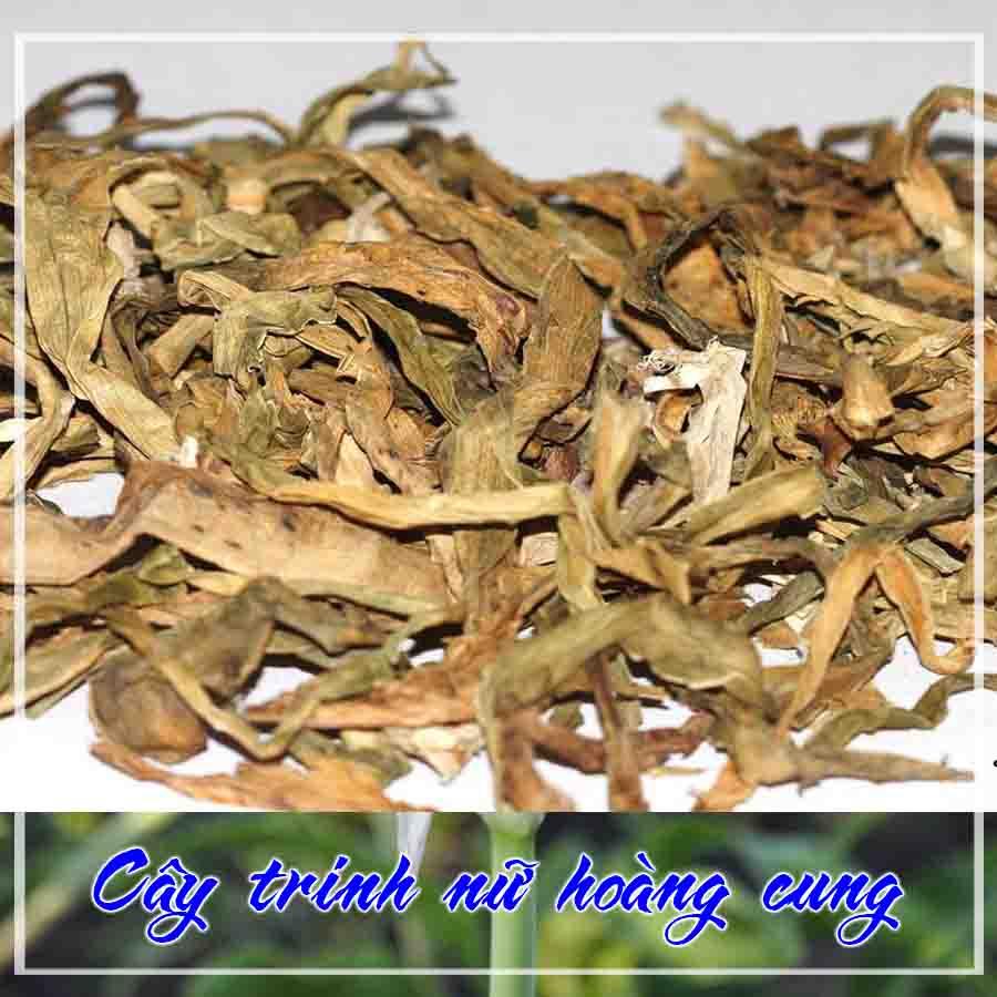Thảo dược CÂY TRINH NỮ HOÀNG CUNG khô đóng gói 500g - congtyduoclieuhonglan