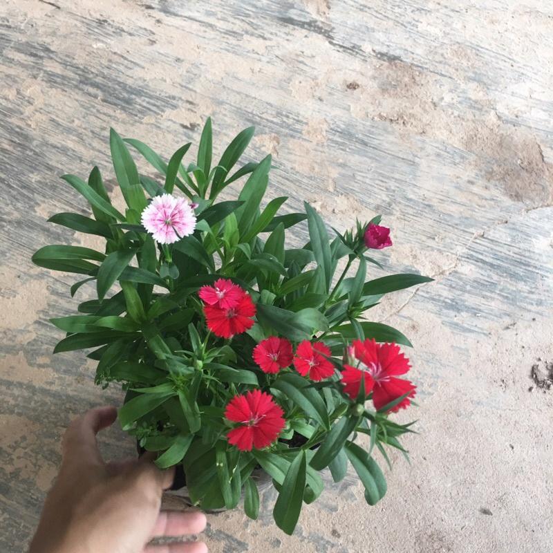 Cây hoa cẩm chướng mix màu trồng trong bịch đen đã có hoa và nụ