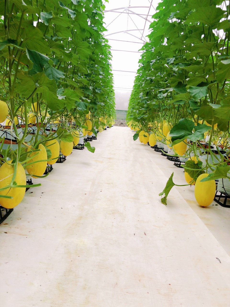 Bộ 10 đế nhựa kê chậu hoặc túi trồng cây
