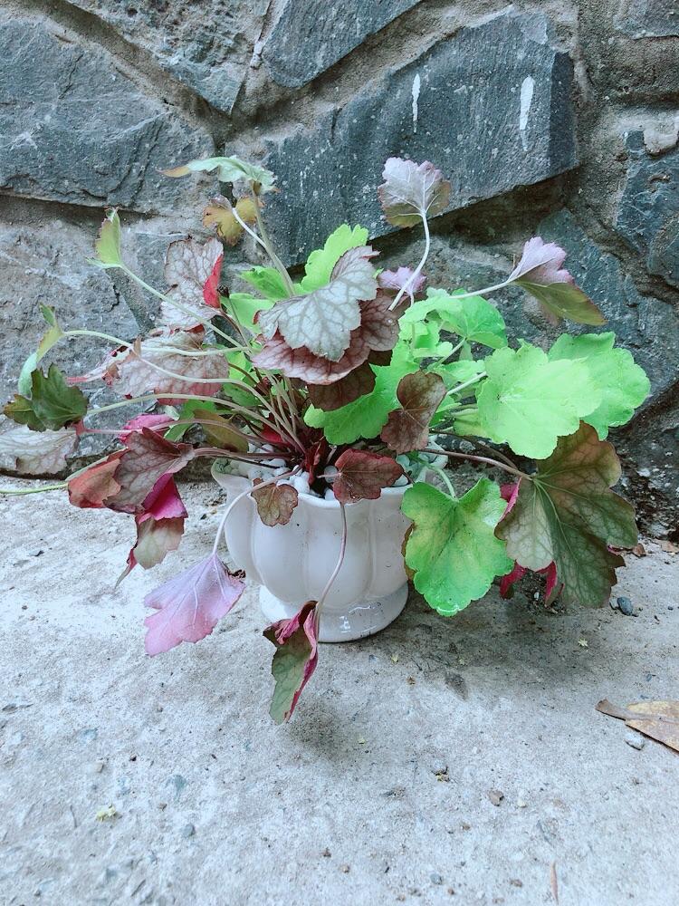 Chậu Cây Lá Màu