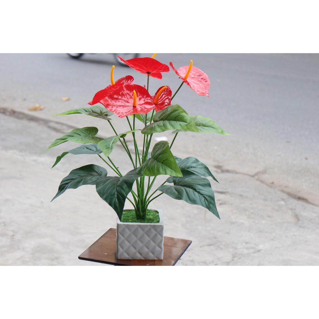 Cây hồng môn 5 hoa cỡ lớn