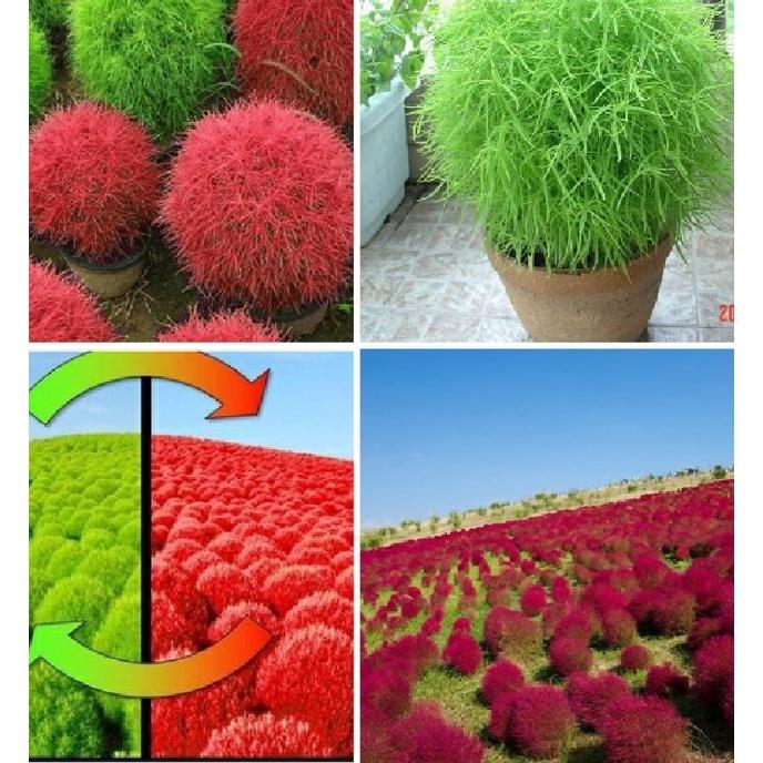 Hạt giống cỏ đổi màu kochia Nhật Bản -1 gói 50 hạt