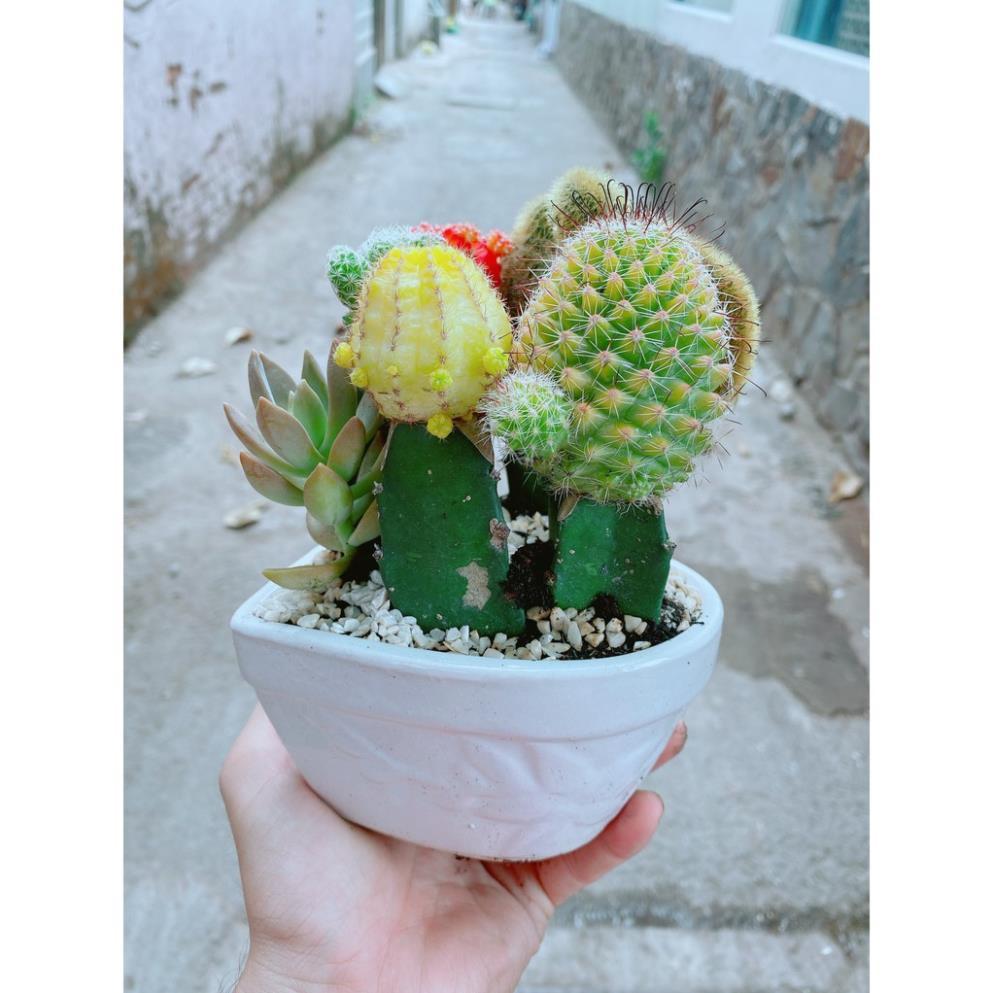 Chậu xương rồng tiểu cảnh
