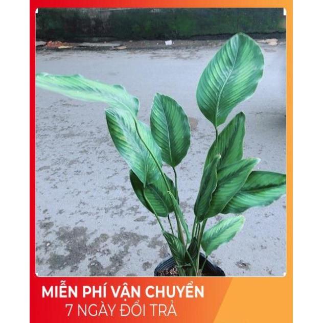 Đuôi Công Xanh