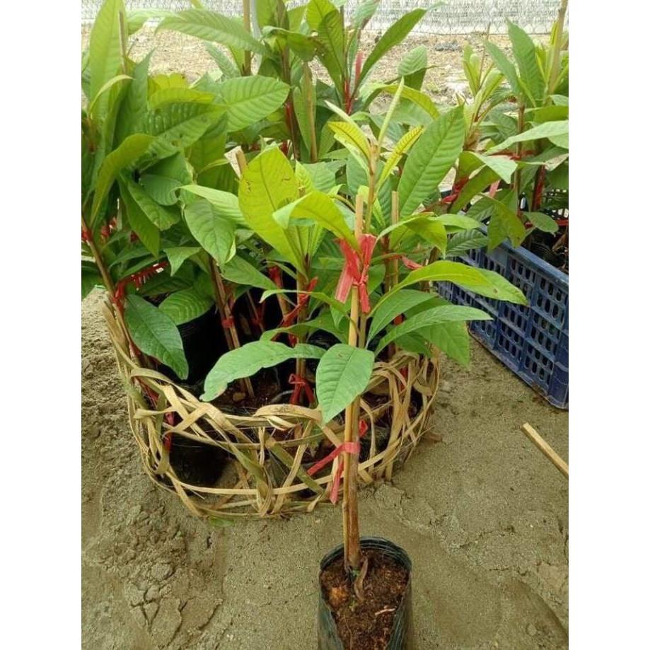 HỒNG XIÊM RUỘT ĐỎ THÁI LAN - Hàng cây giống chuẩn F1