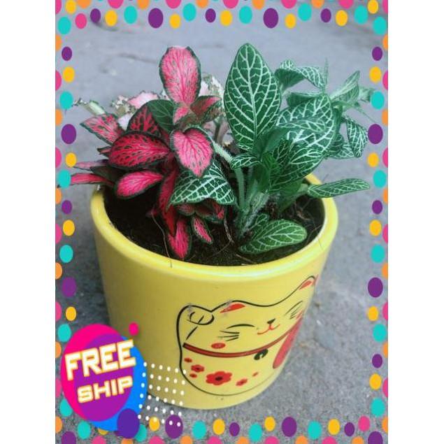 Chậu Cẩm Nhung Xanh+Đỏ+Hồng