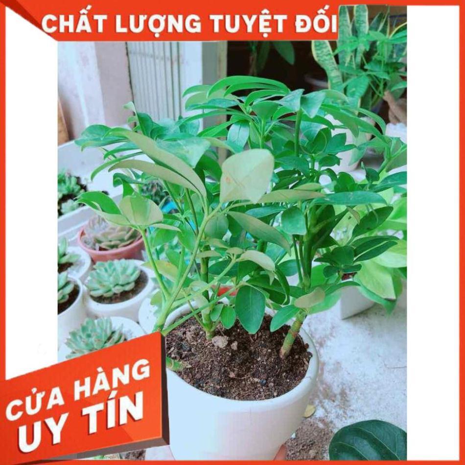 Chậu ngũ gia bì Nhiều Người Mua