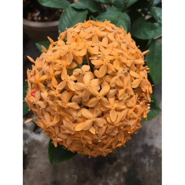 Hoa mẫu đơn vàng cam siêu bông