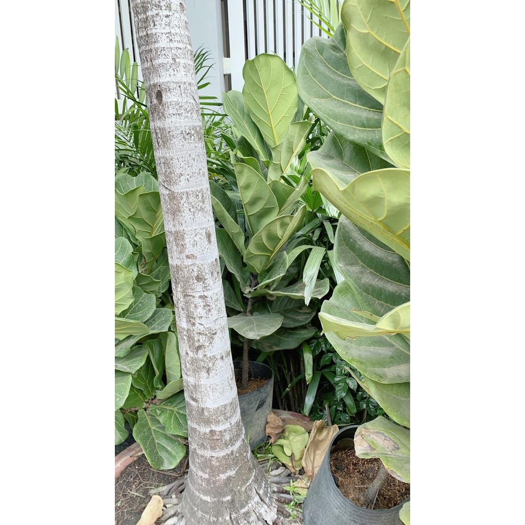 Bàng Singapore Lớn