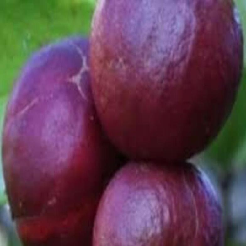 Bán cây giống ổi tím giống ổi mới lạ mắt