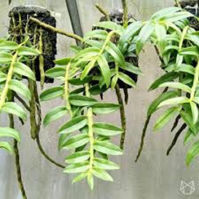 Sản Phẩm Hoa phong lan-long tu lào
