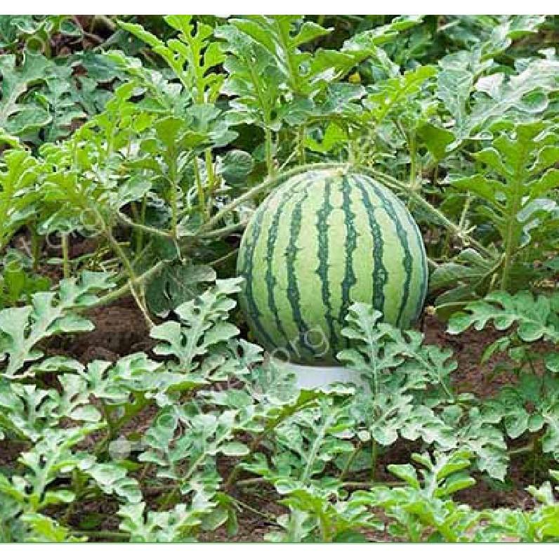 Hạt giống dưa hấu quả tròn ruột đỏ 10 hạt/gói