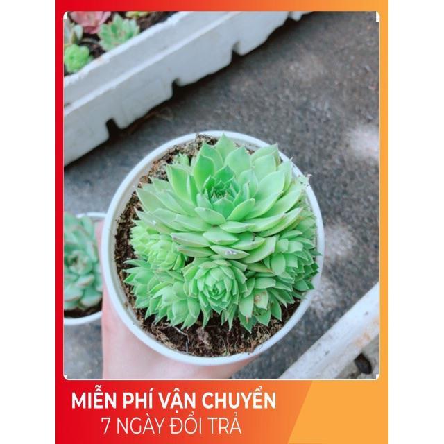 Sen Đá Phật Bà