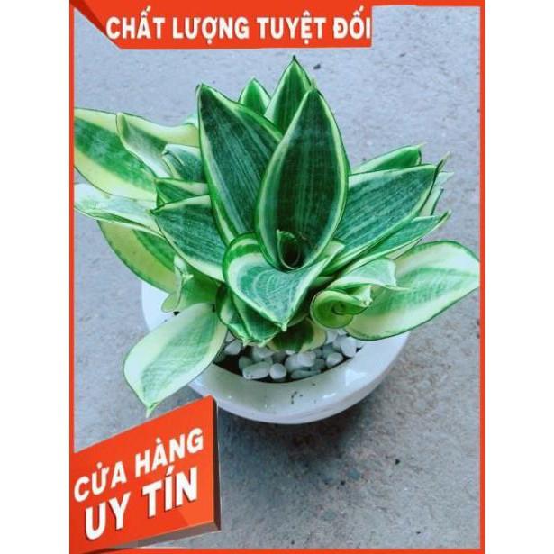 Chậu Lưỡi Hổ Thái