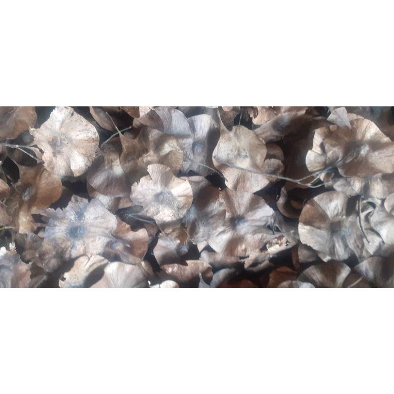 100gram giáng hương giống