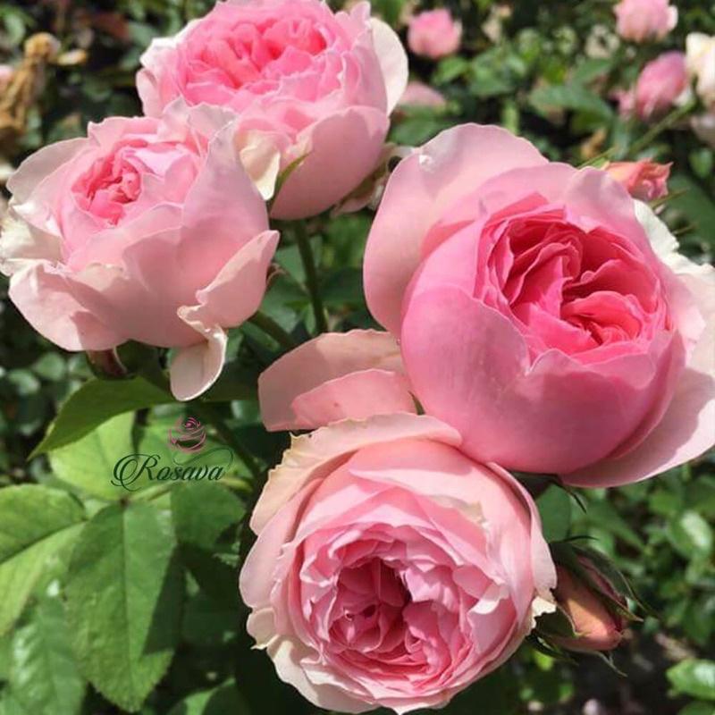Hoa hồng ngoại Carey Rose - hoa to, hoa thơm