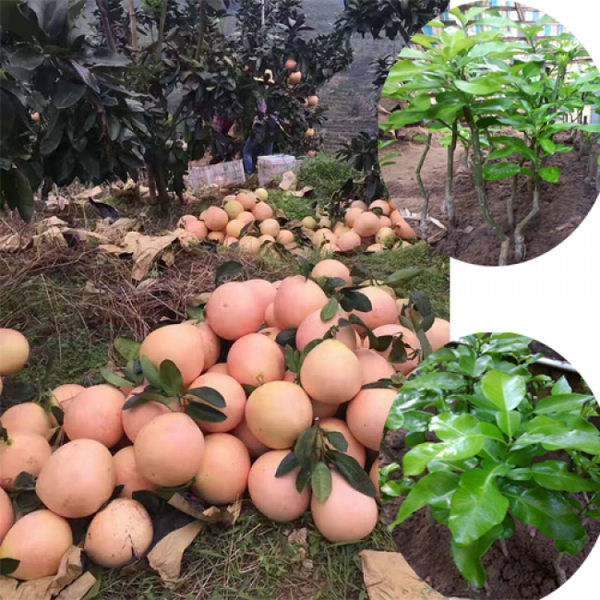 Cây BƯỞI ĐỎ PHÚC KIẾN CHẤT LƯỢNG UY TÍN