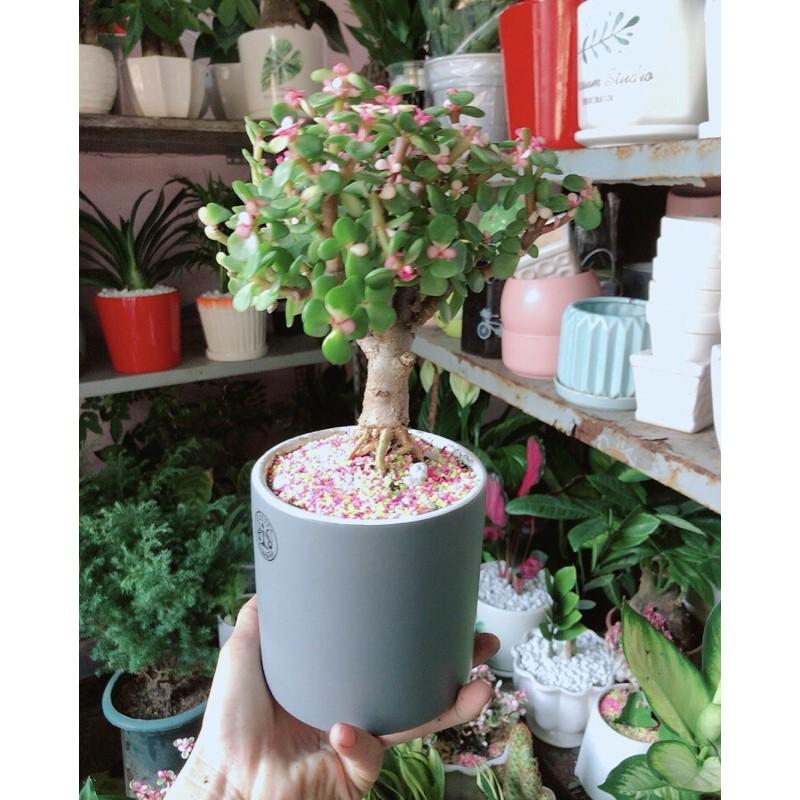 Chậu Cành Vàng Lá Ngọc