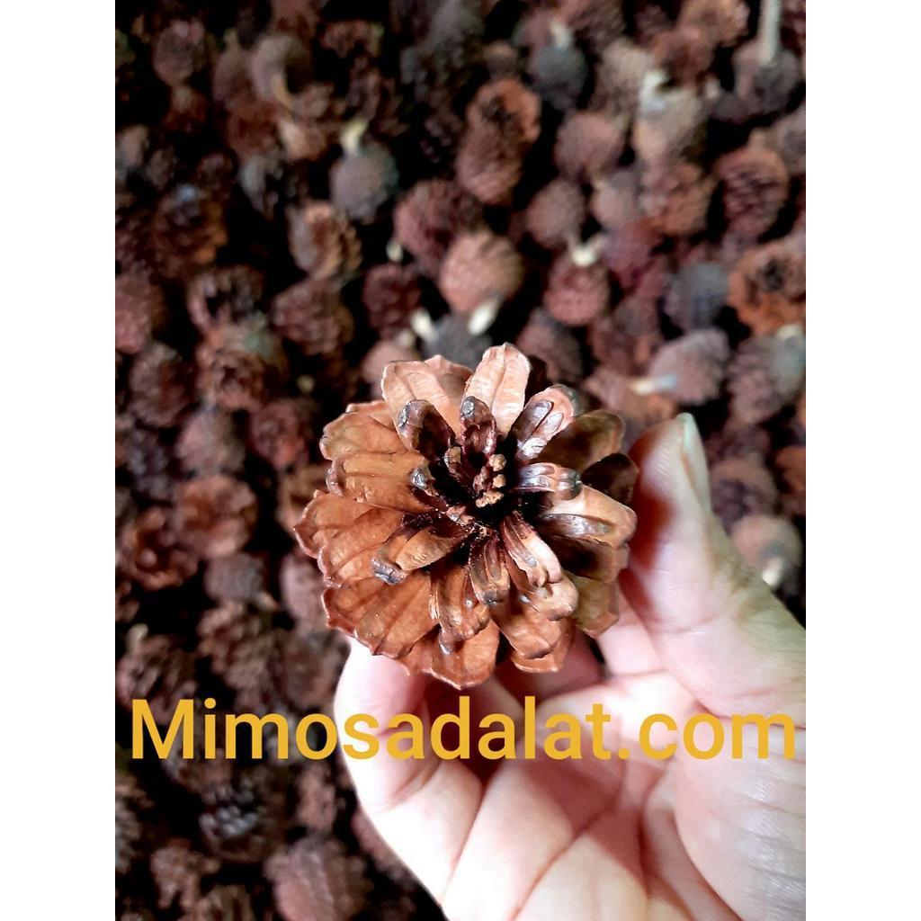 20 quả thông lớn cao từ 8 đến 15cm