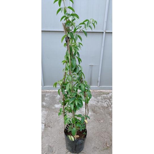 Cây Lan Tỏi