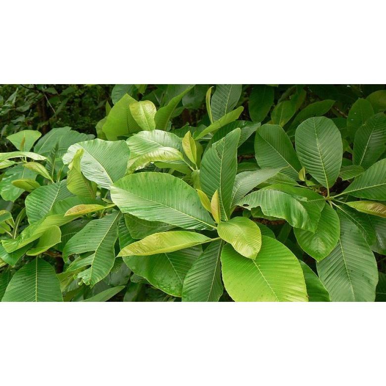 Cây giống cây sổ bà rừng - làm mứt hoặc nấu canh cực ngon