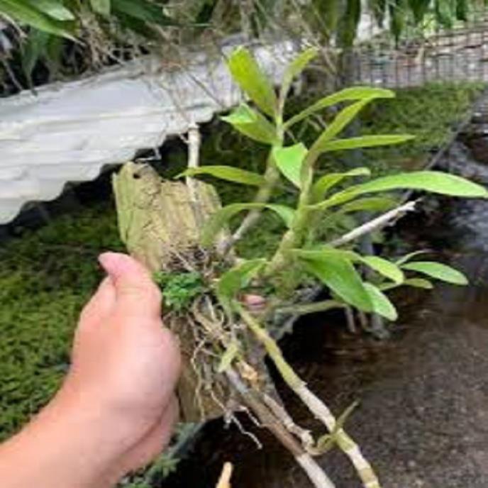 Hoa lan hoàng thảo đơn cam