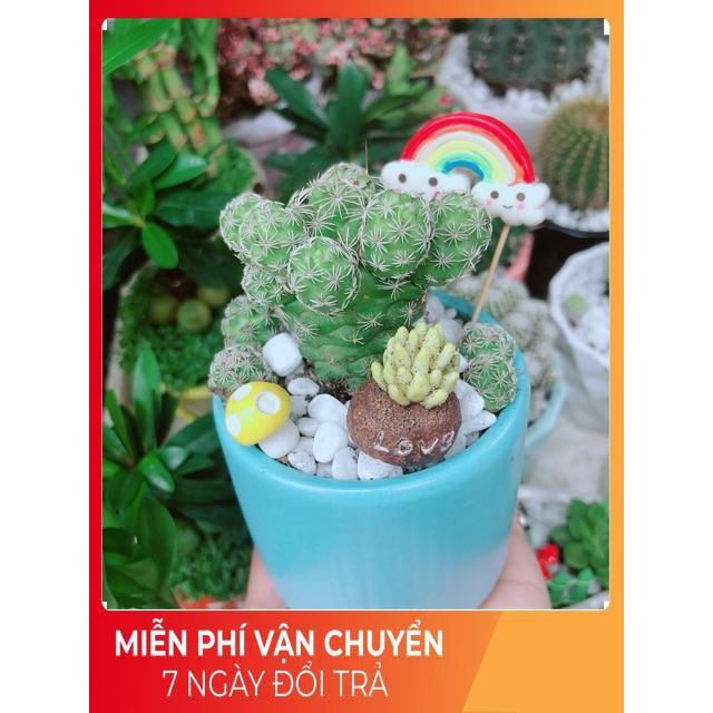 Chậu Xương Rồng Trứng Chim