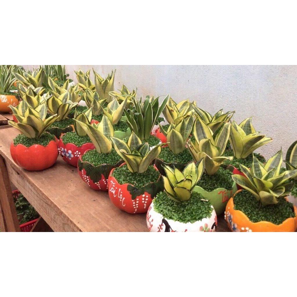 Chậu cây lưỡi hỗ lùn vàng mini để bàn -chậu sứ