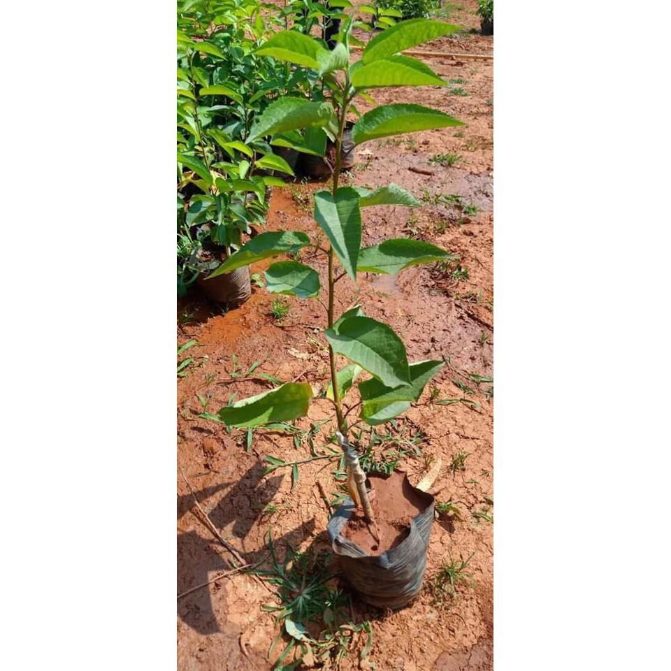 Cây cherry anh đào cao 50cm có quả sau 6 tháng - Lá răng cưa (Ảnh thật).