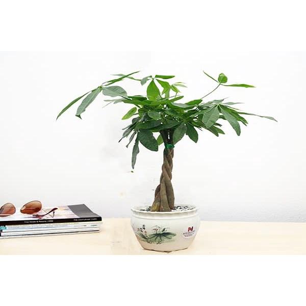 CÂY GIỐNG KIM NGÂN  *