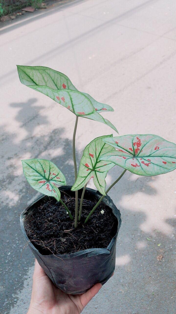 Cây Môn Kiểng Hàng Đẹp