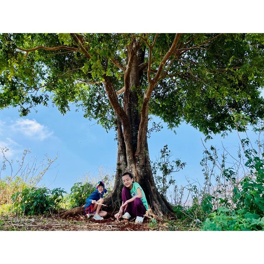 CÂY GIỐNG KƠ NIA