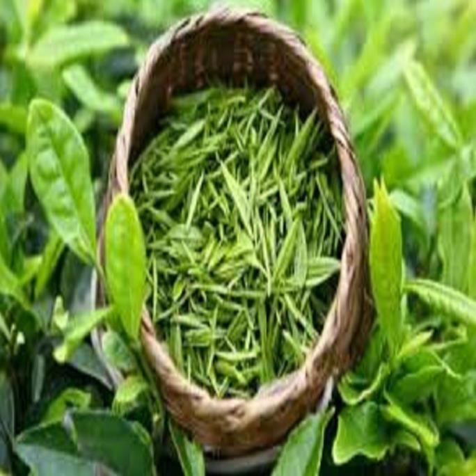 Combo 3 bầu cây giống cây trà xanh