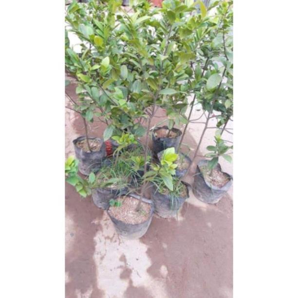 Sản phẩm HOA MAI VÀNG SIÊU HÓT