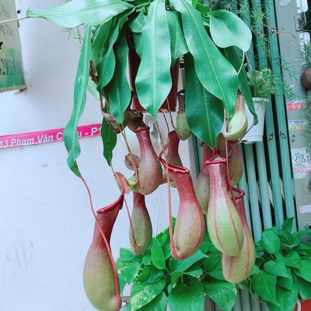 Cây Nắp Ấm Size Đại