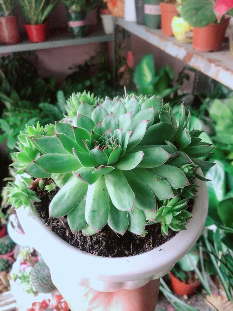 Chậu Cây Phật Bà Xanh