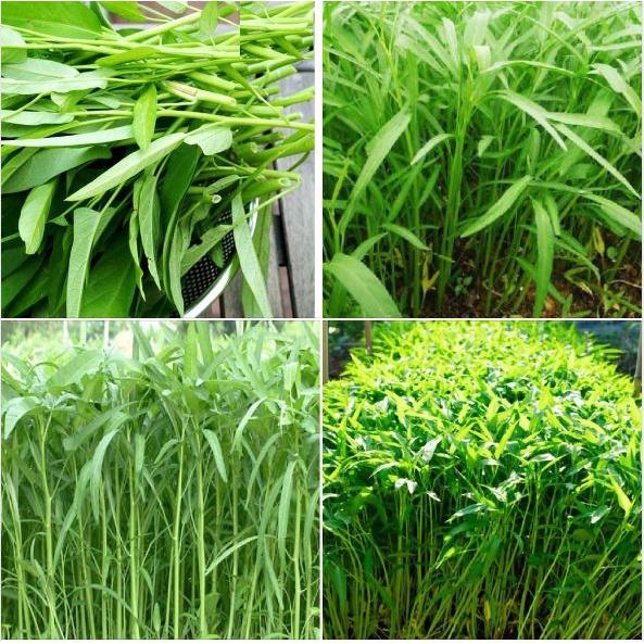 Combo 5 gói hạt giống rau muống lá tre dể trồng-gói 20 gram-tặng kèm gói phân bón lót